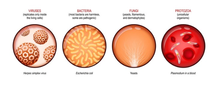 SanTuPur | Pathogen Survey